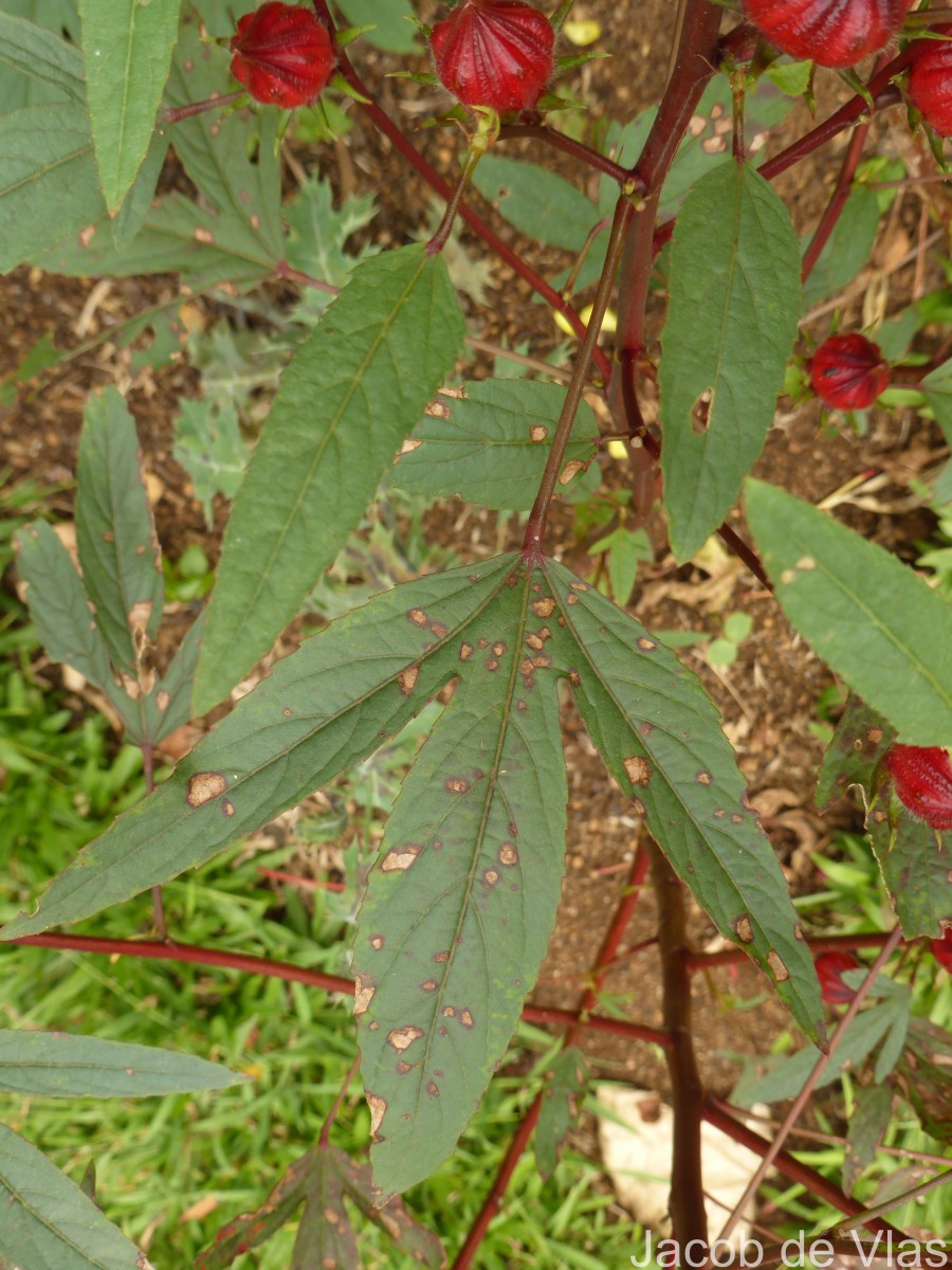 Hibiscus sabdariffa L.